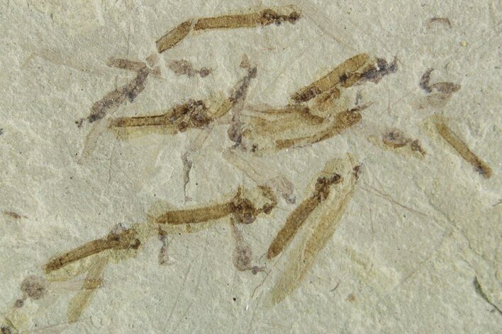 Crane Fly (Tipulidae) Mortality Plate - Green River Formation #356614